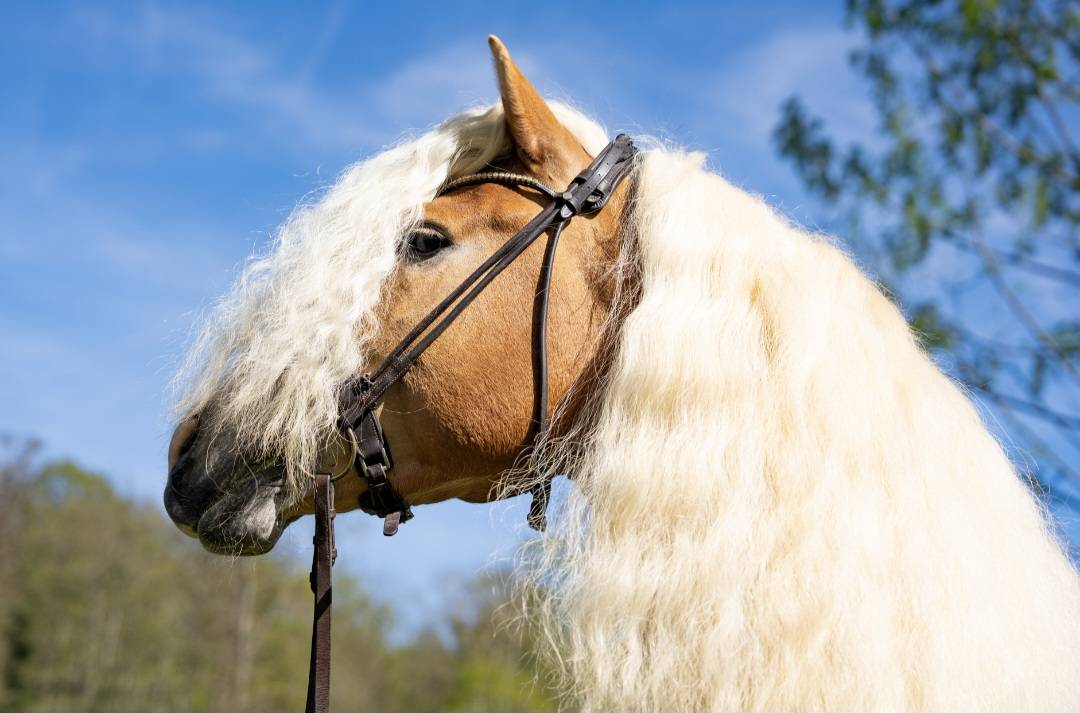 Santa Cruz &ndash; &Eacute;talon Haflinger approuv&eacute; France & Allemag