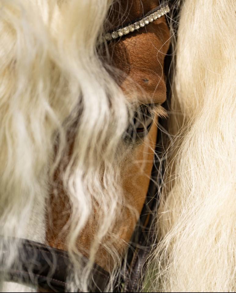Santa Cruz &ndash; &Eacute;talon Haflinger approuv&eacute; France & Allemag