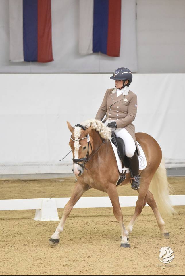 Santa Cruz &ndash; &Eacute;talon Haflinger approuv&eacute; France & Allemag