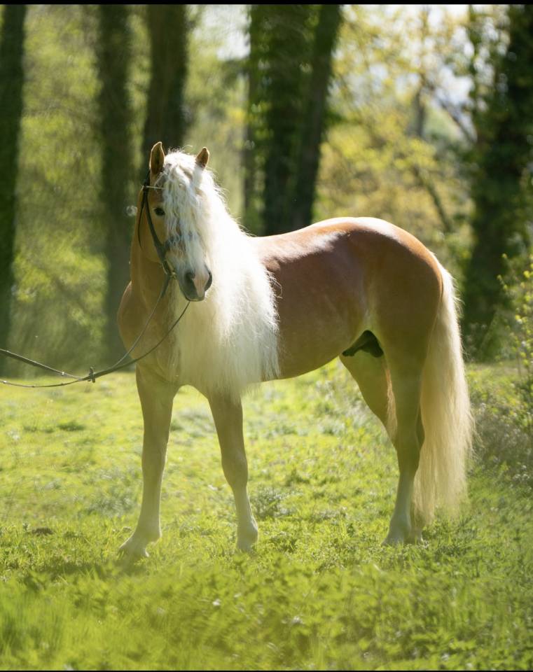 Santa Cruz &ndash; &Eacute;talon Haflinger approuv&eacute; France & Allemag