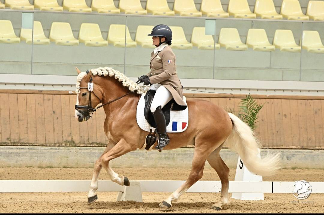 Santa Cruz &ndash; &Eacute;talon Haflinger approuv&eacute; France & Allemag