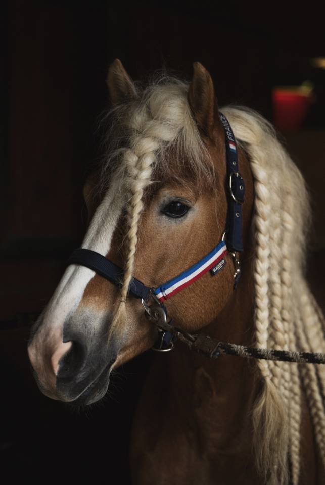 Santa Cruz &ndash; &Eacute;talon Haflinger approuv&eacute; France & Allemag