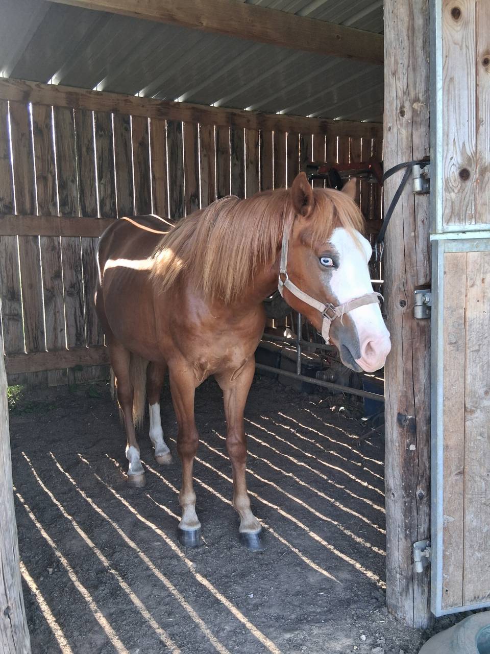 Quarter horse 2 ans 