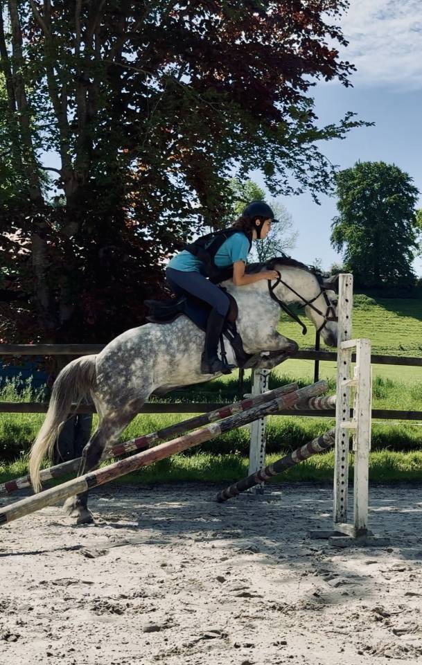 Poney fran&ccedil;ais de selle PP