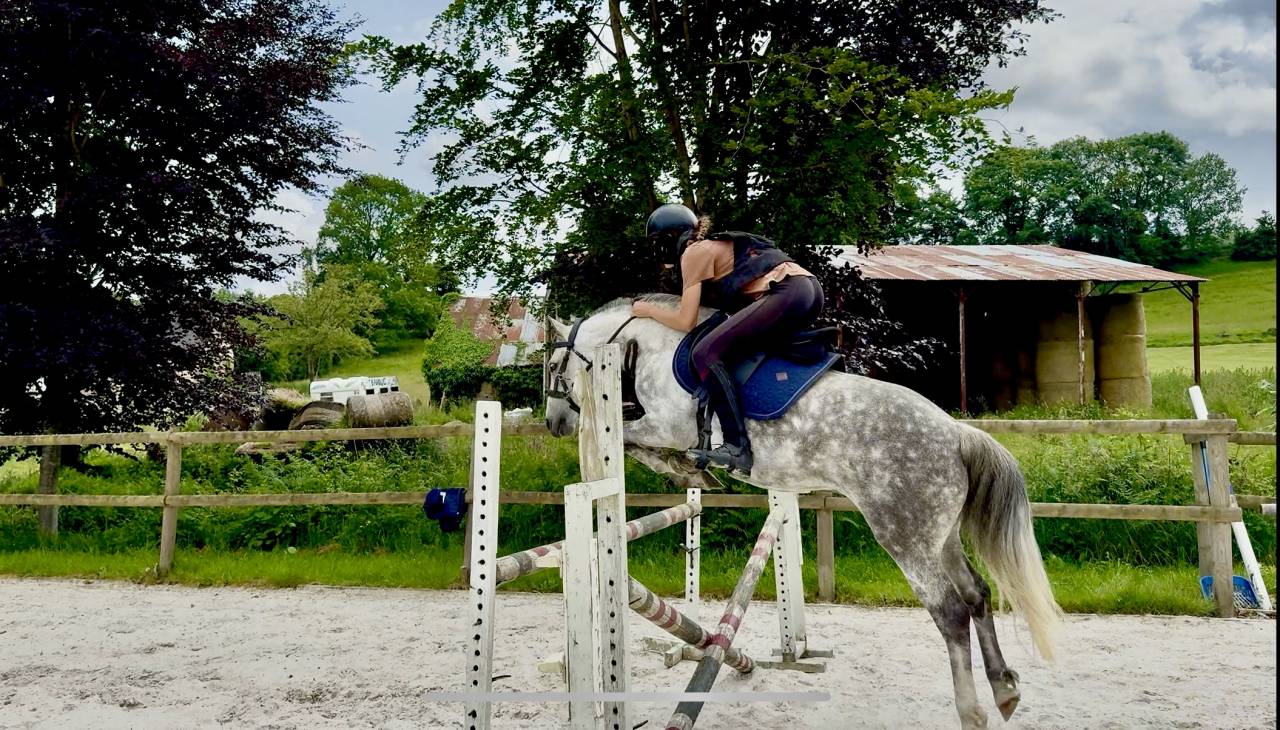 Poney fran&ccedil;ais de selle PP