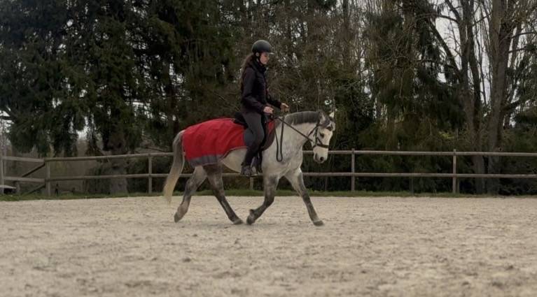 Poney fran&ccedil;ais de selle PP