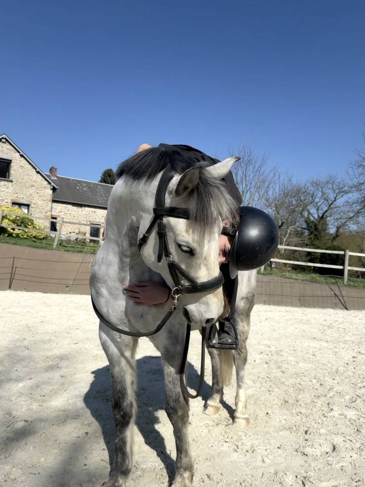 Poney fran&ccedil;ais de selle PP