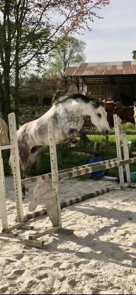 Poney fran&ccedil;ais de selle PP