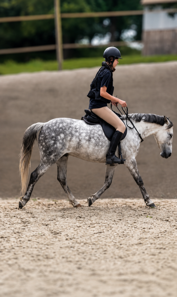 Poney fran&ccedil;ais de selle PP