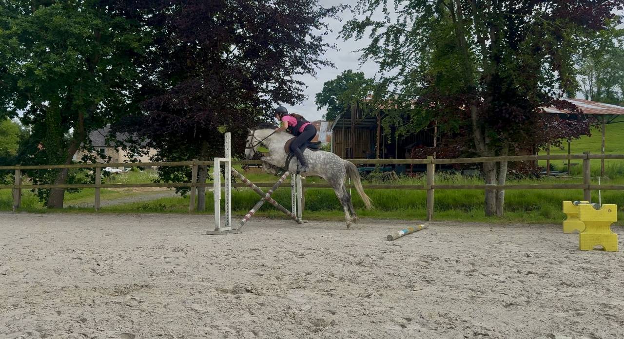 Poney fran&ccedil;ais de selle PP