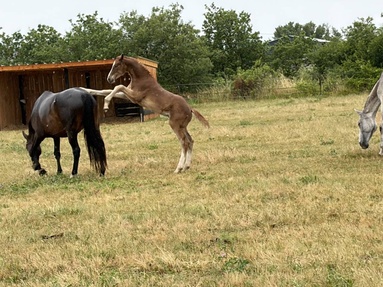 Foal par United Touch
