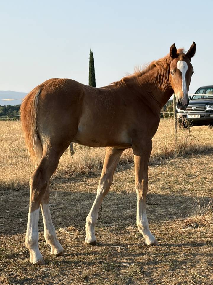 Foal par United Touch
