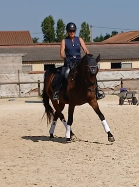 Hongre AES de 9 ans dressage
