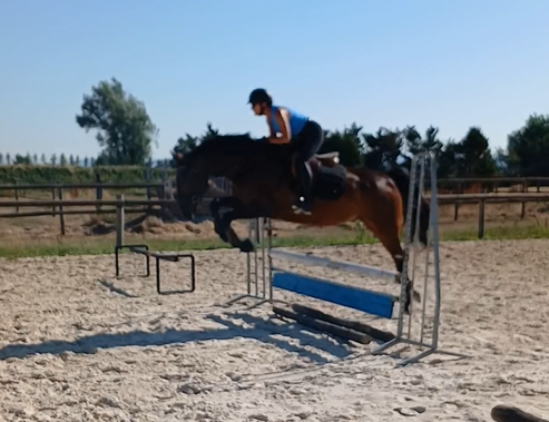 Hongre AES de 9 ans dressage