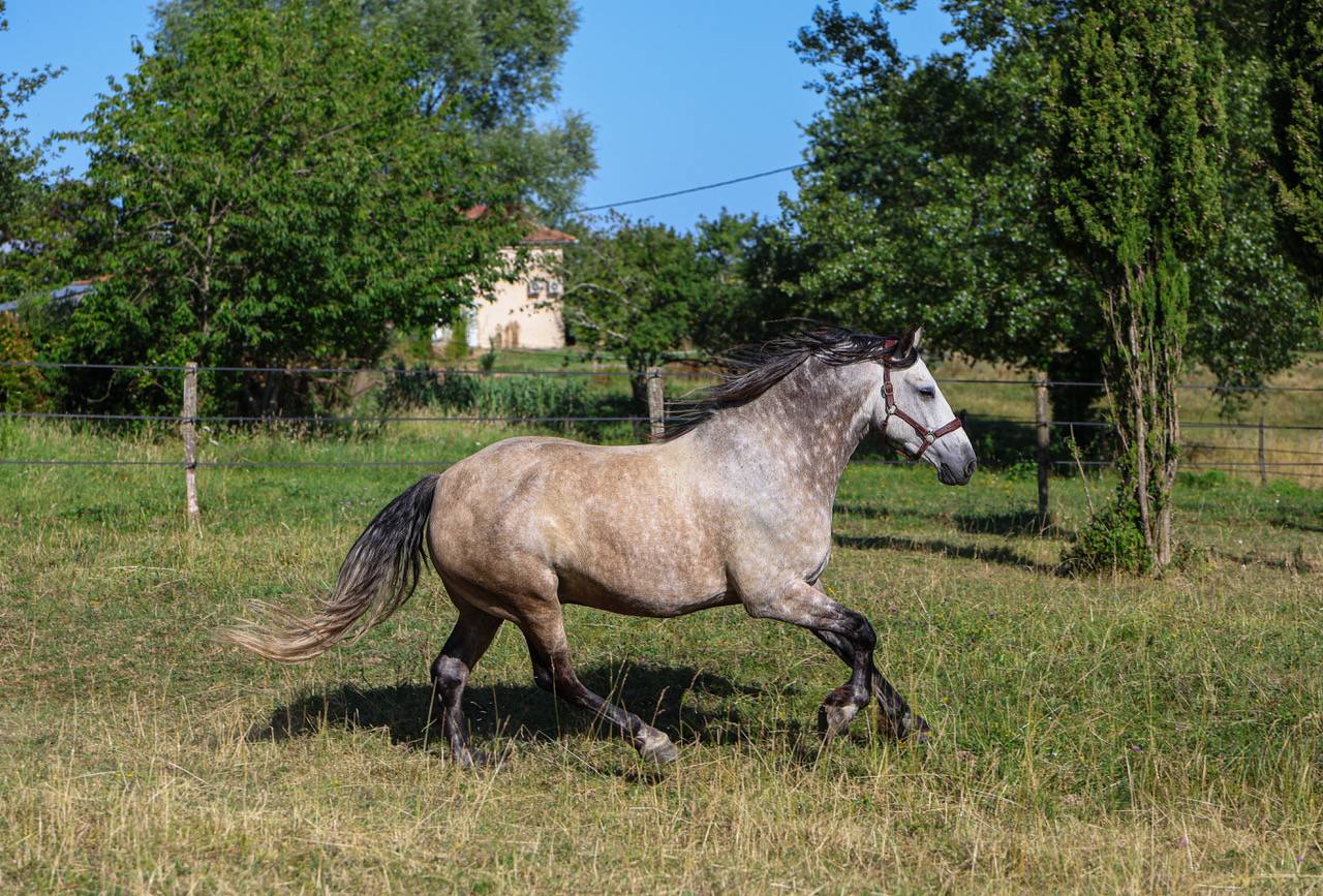 Andalzon