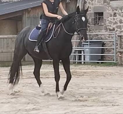 Hongre 4 ans