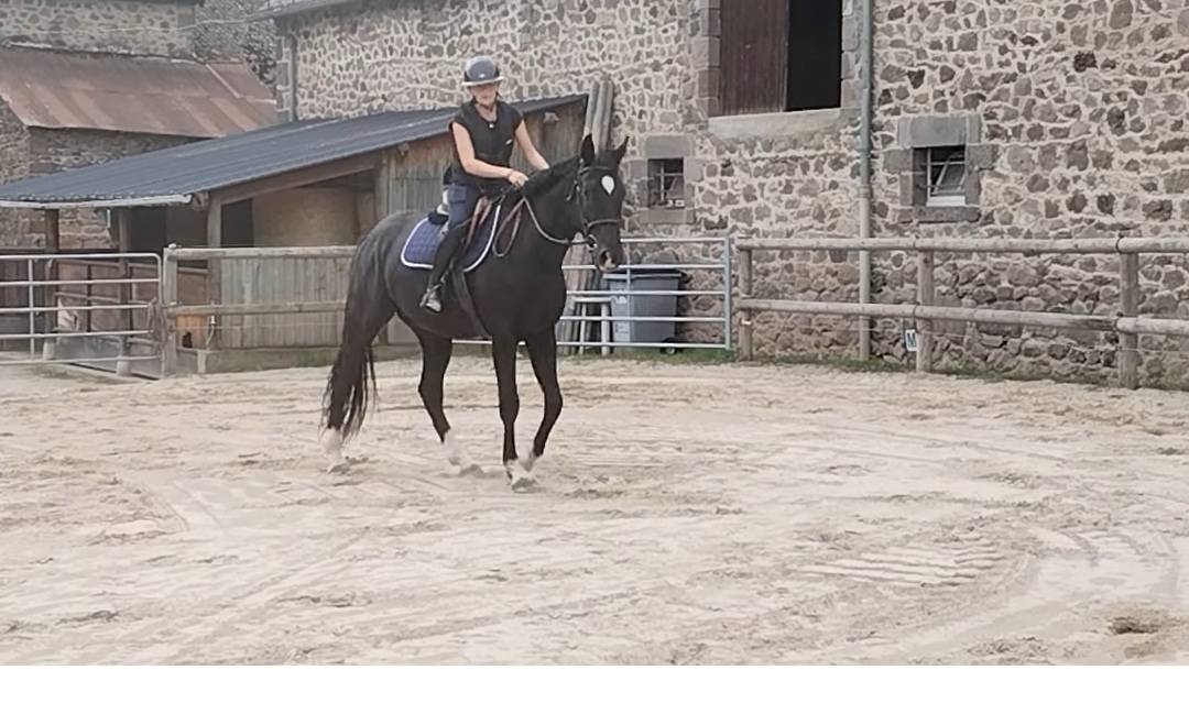 Hongre 4 ans