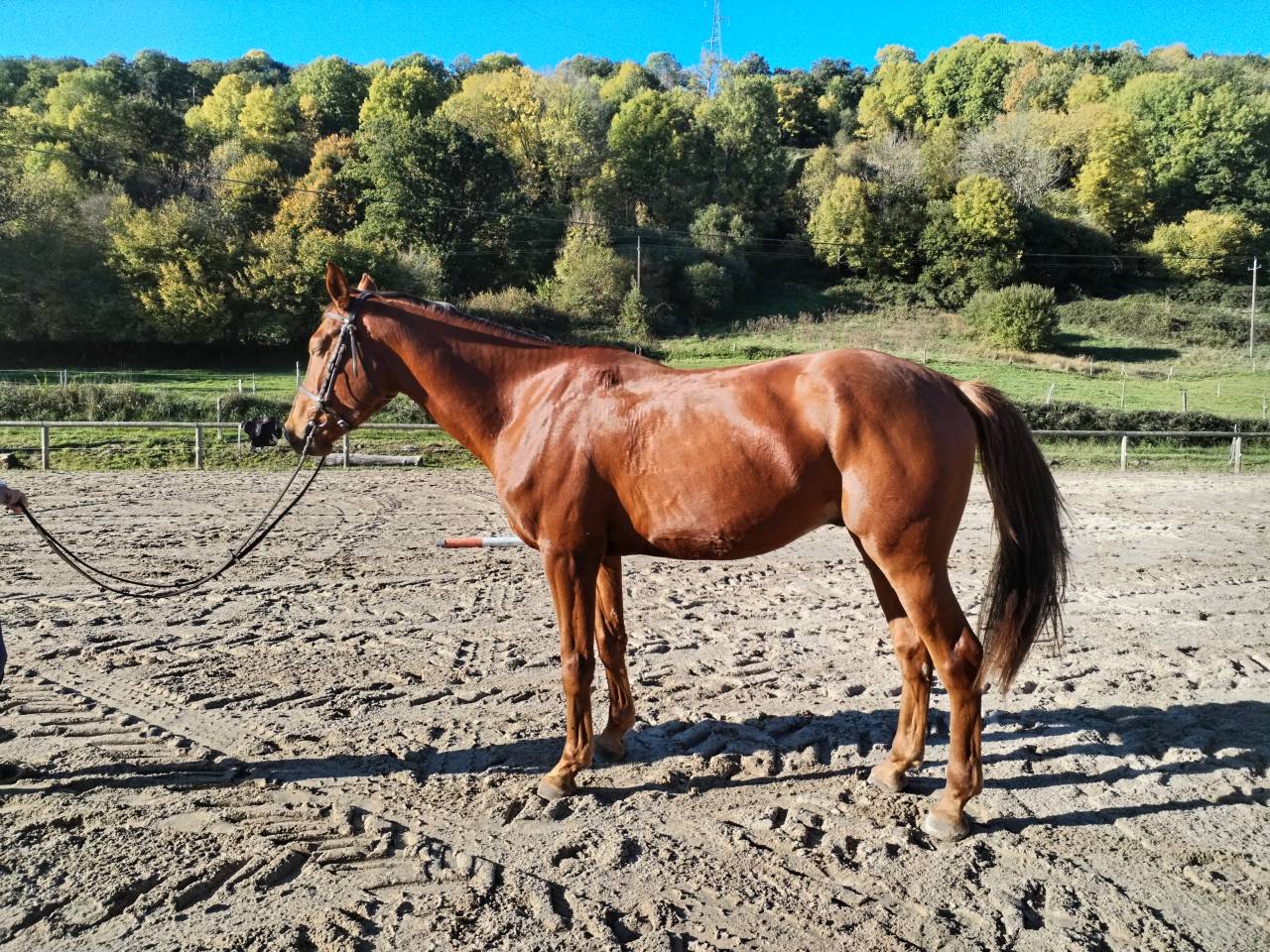 Madgik de la Maronne hongre 4 ans