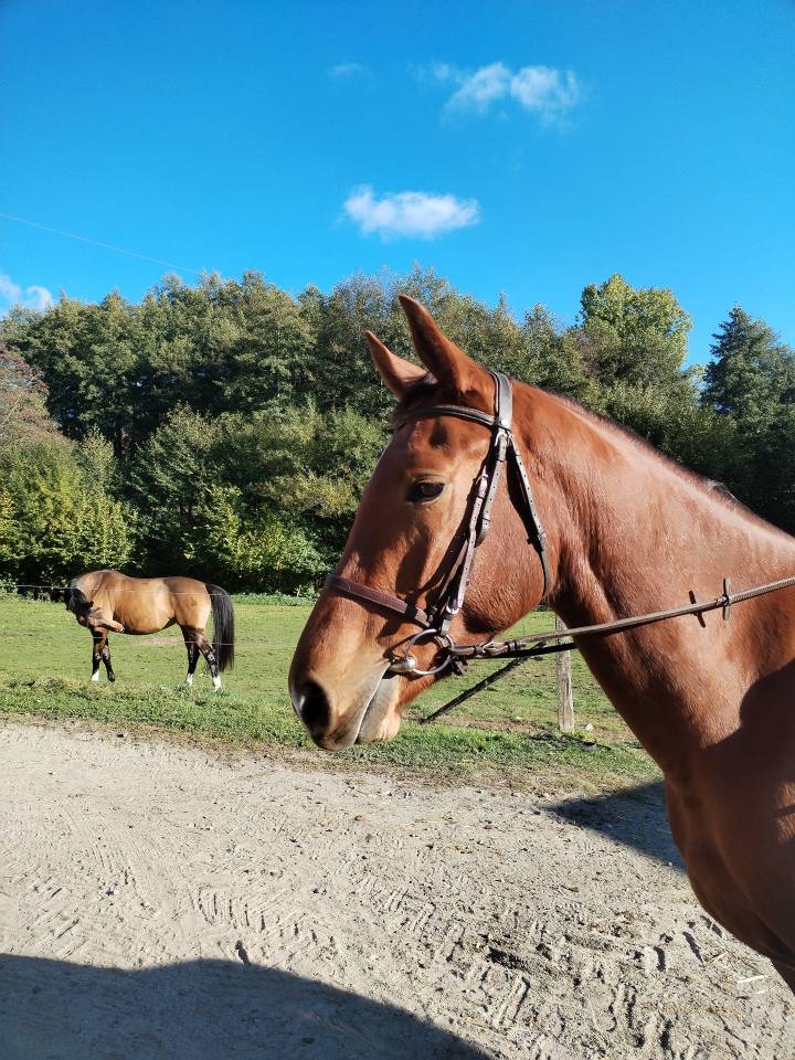 Madgik de la Maronne hongre 4 ans
