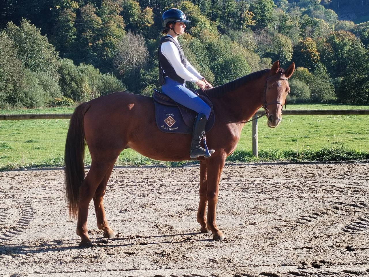 Madgik de la Maronne hongre 4 ans
