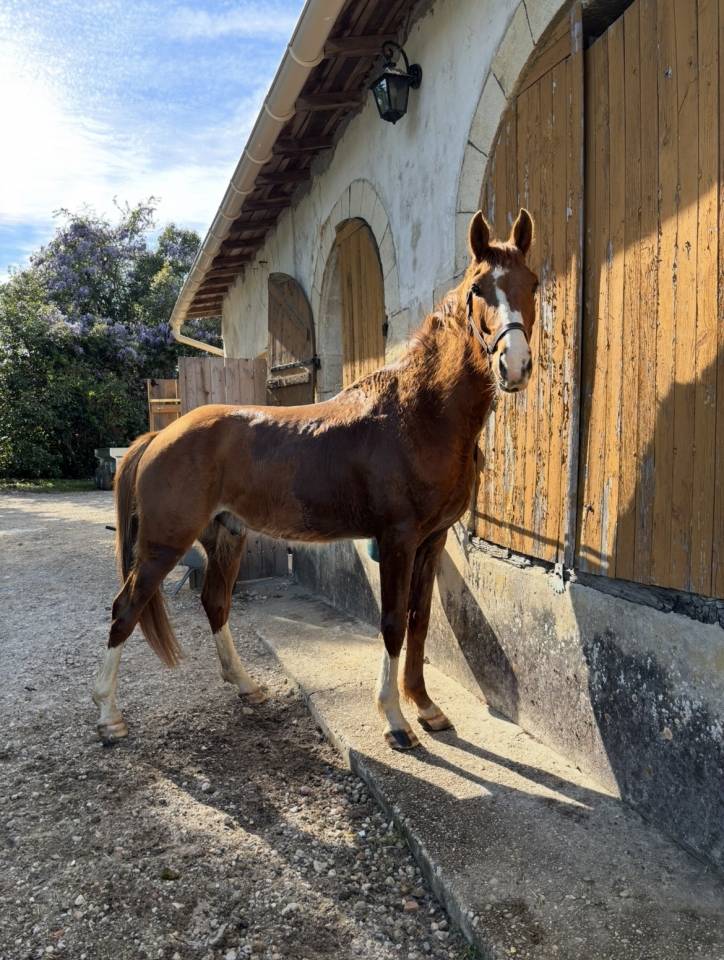 Cheval &agrave; vendre 