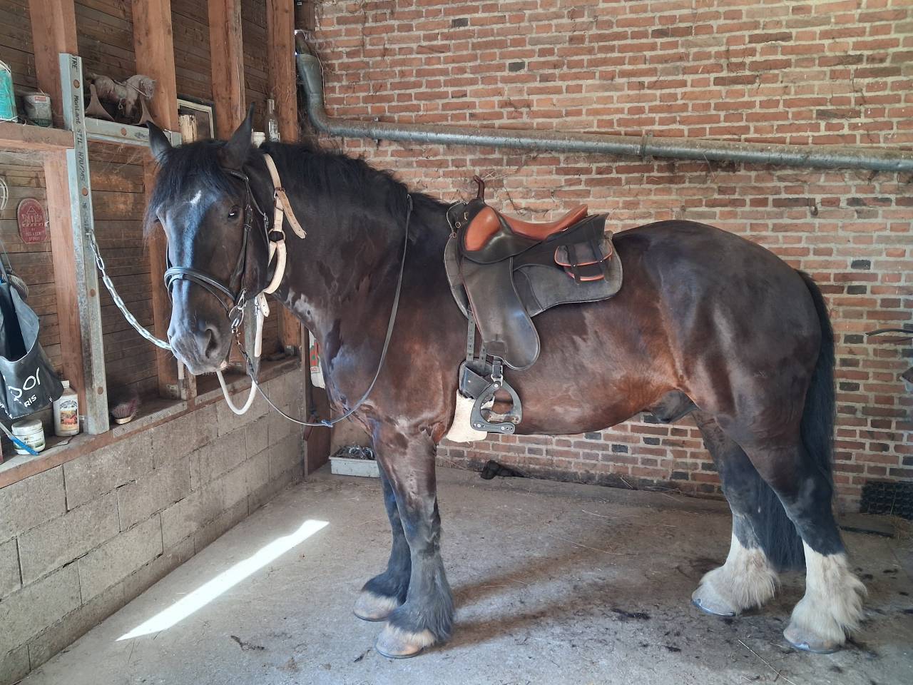 Tr&egrave;s joli cheval de trait