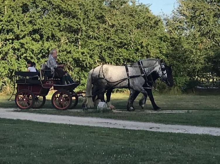Tr&egrave;s joli cheval de trait