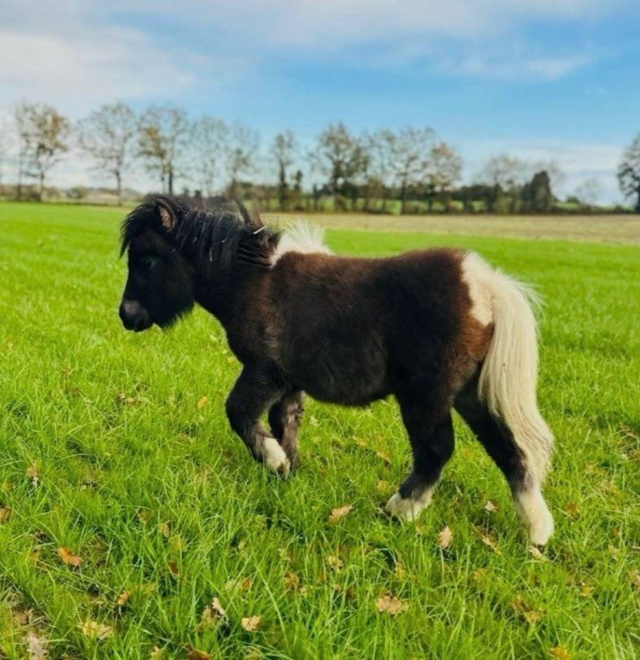 Poney min shetland onc 