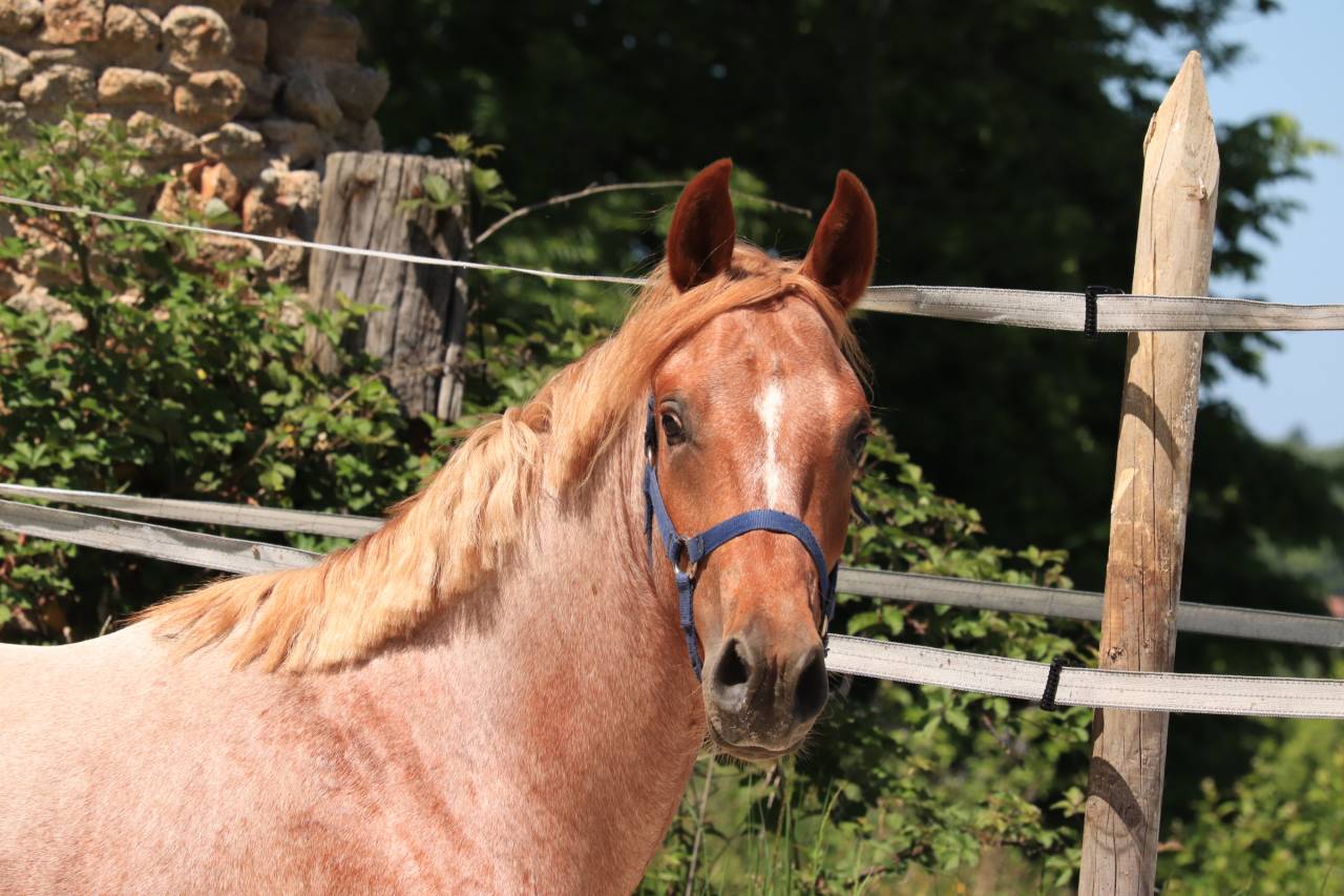M&acirc;le 2 ans PFS 