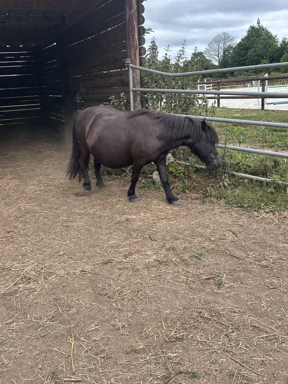 &Agrave; vendre gentille shetland noire