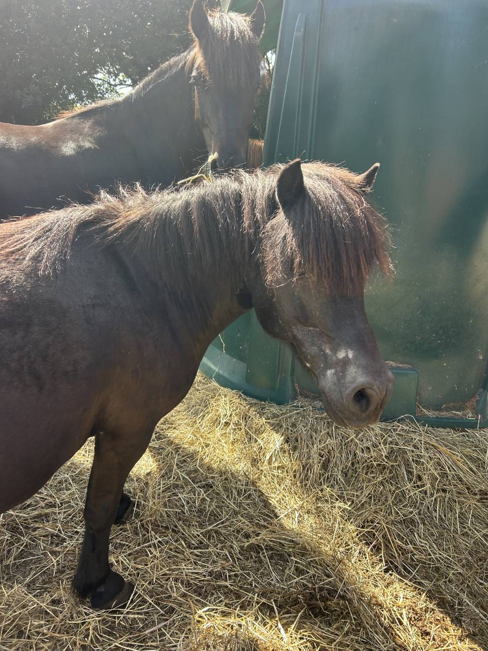 &Agrave; vendre gentille shetland noire