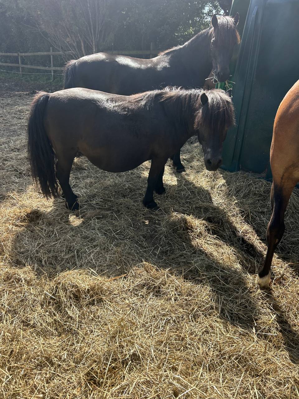 &Agrave; vendre gentille shetland noire