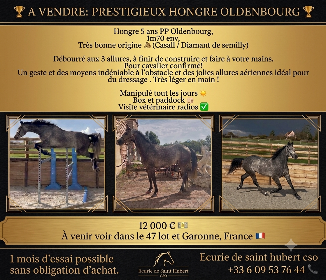 Hongre oldenbourg