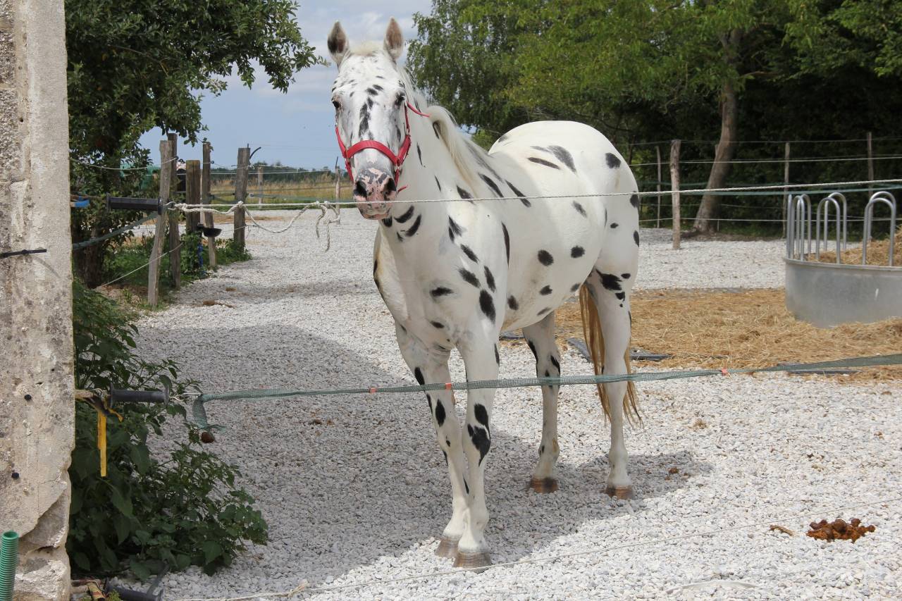 Appaloosa black l&eacute;opard de 6 ans - Poney D