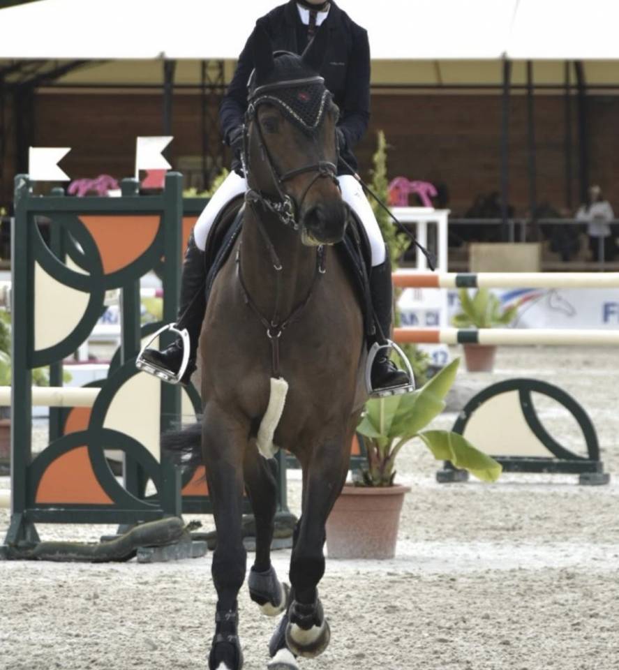 &Agrave; vendre (ou &eacute;change) jument 8 ans class&eacute;e 125/130