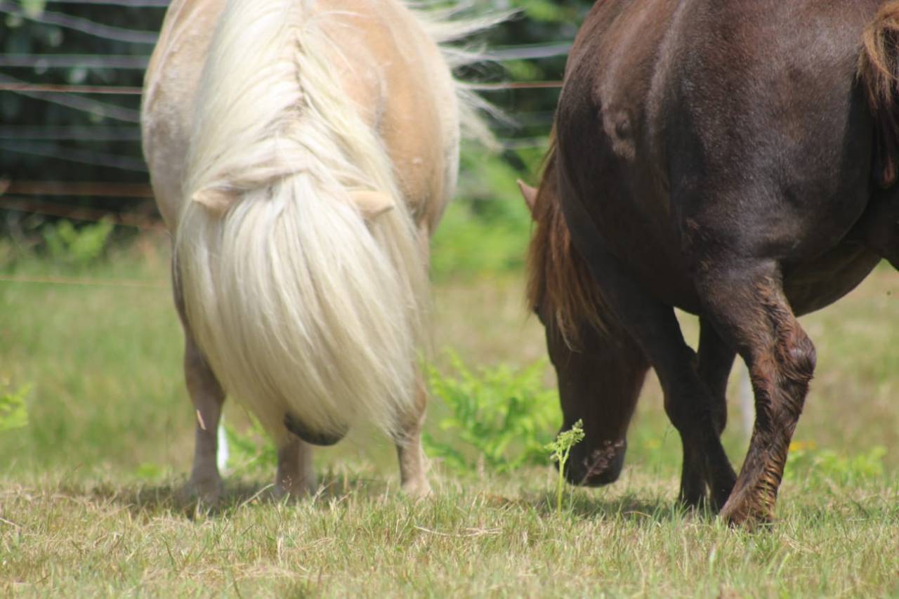 Etalon Palomino Shetland PP Livre A