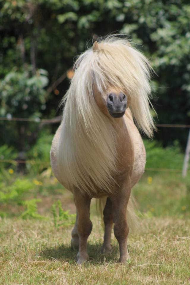 Etalon Palomino Shetland PP Livre A