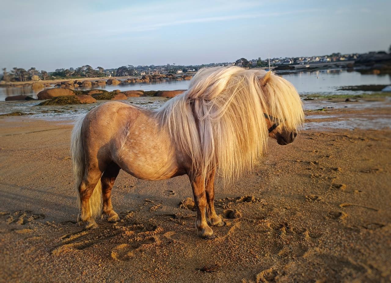 Etalon Palomino Shetland PP Livre A