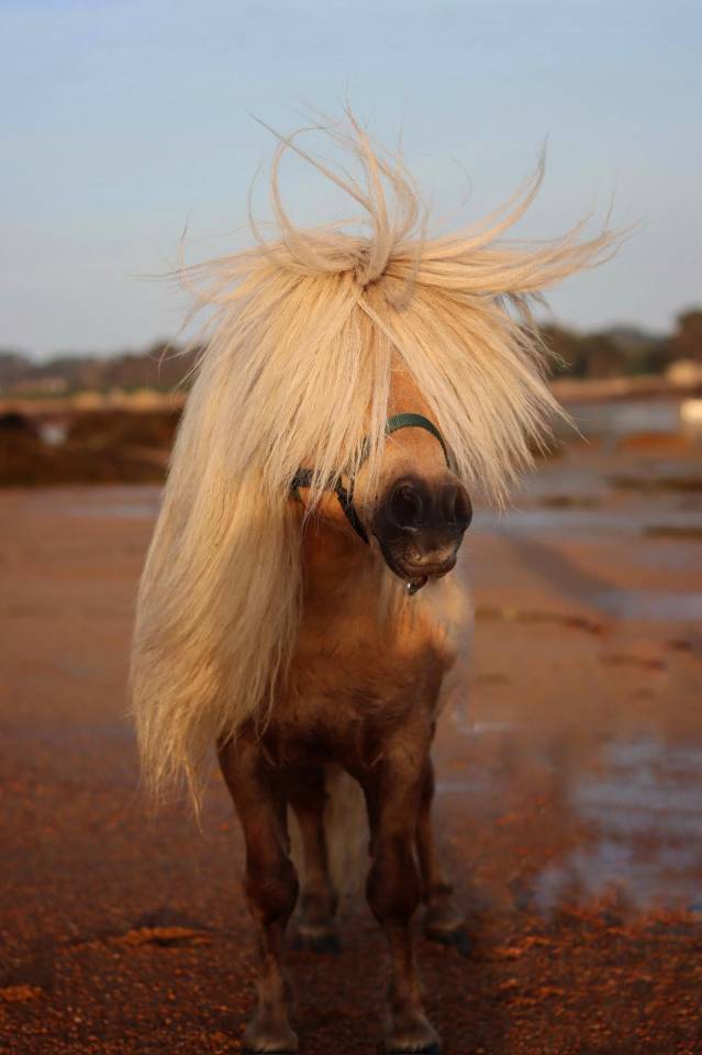 Etalon Palomino Shetland PP Livre A