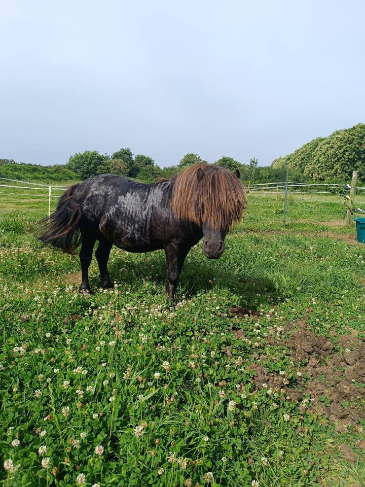 Etalon shetland livre A