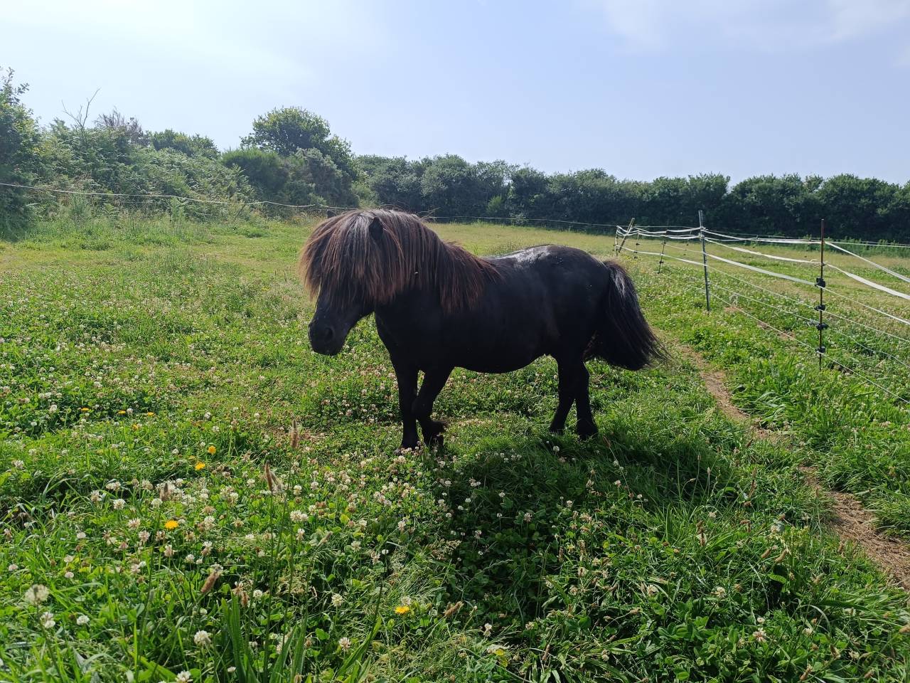Etalon shetland livre A
