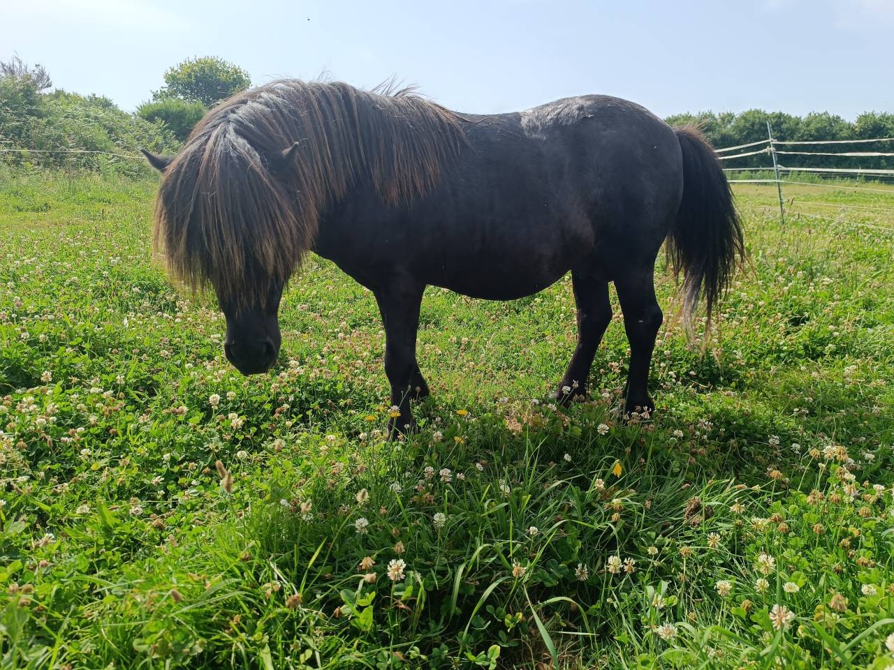 Etalon shetland livre A