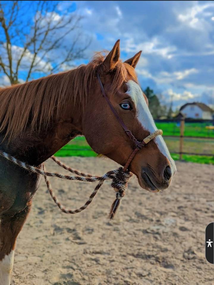 Hongre ,7 ans ,ideal loisirs ,balades