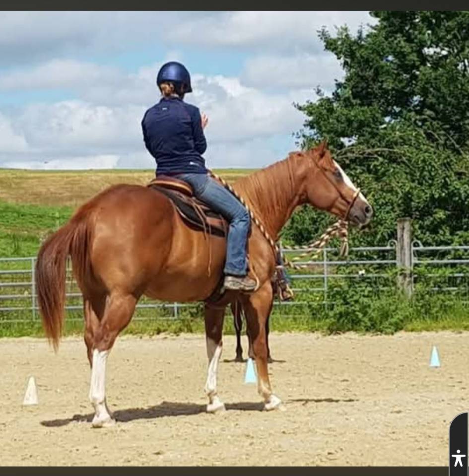 Hongre ,7 ans ,ideal loisirs ,balades