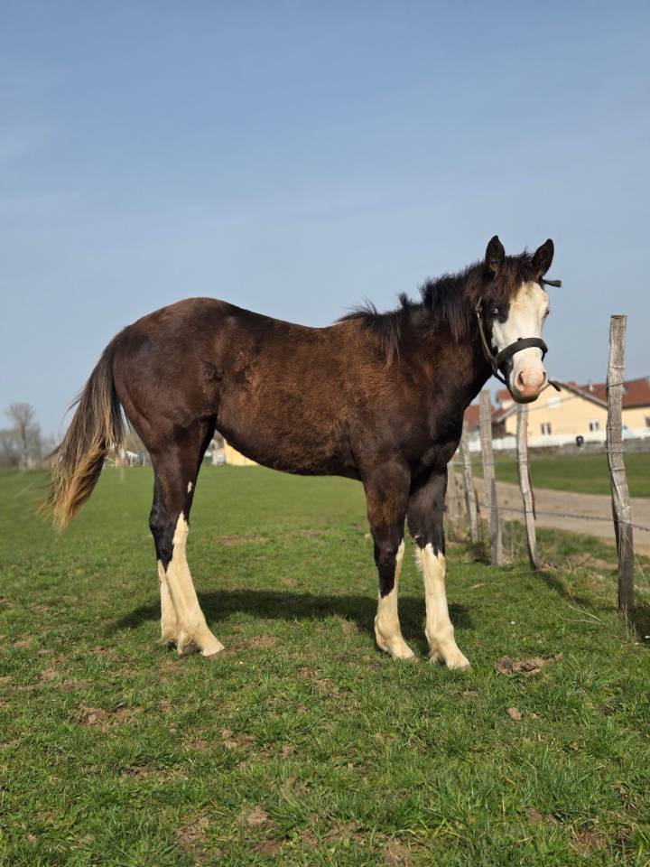 Pouliche paint horse 