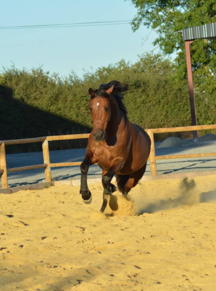 Hongre Lusitanien 15 ans 