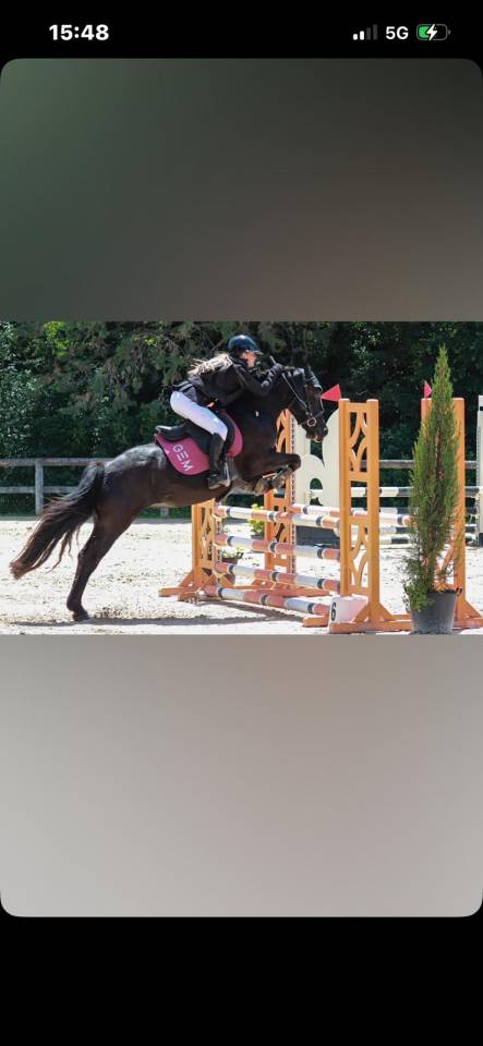 Ponette Welsh cob 