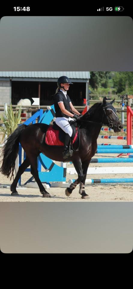 Ponette Welsh cob 