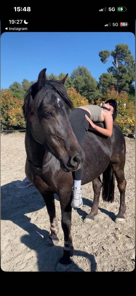 Ponette Welsh cob 