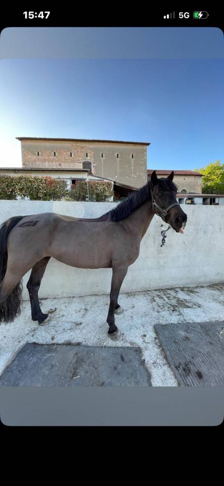 Ponette Welsh cob 
